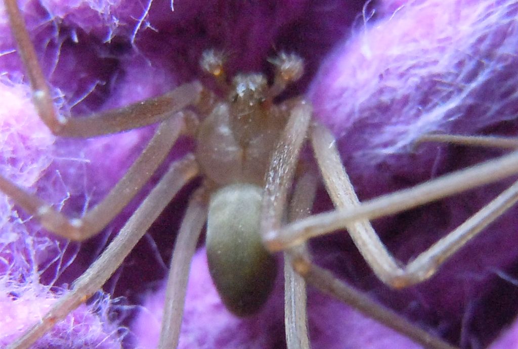 Loxosceles rufescens - Napoli